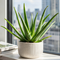 Grow-Ready Aloe Vera Seeds - urban garden seed set