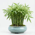 Grow-Ready Bamboo Seeds - urban garden seed set