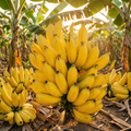 Grow-Ready Banana Seeds - urban garden seed set