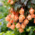 Grow-Ready Begonia Seeds - urban garden seed set