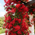 Grow-Ready Bougainvillea Seeds Select - urban garden seed set