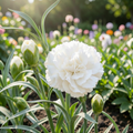 Grow-Ready Carnation Flower Seeds - urban garden seed set