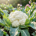 Grow-Ready Cauliflower Seeds Patio Selection - urban garden seed set