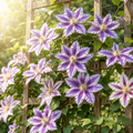 Grow-Ready Clematis Seeds - urban garden seed set