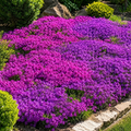 Grow-Ready Creeping Thyme Seeds - urban garden seed set