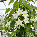 Grow-Ready Datura Seeds - urban garden seed set