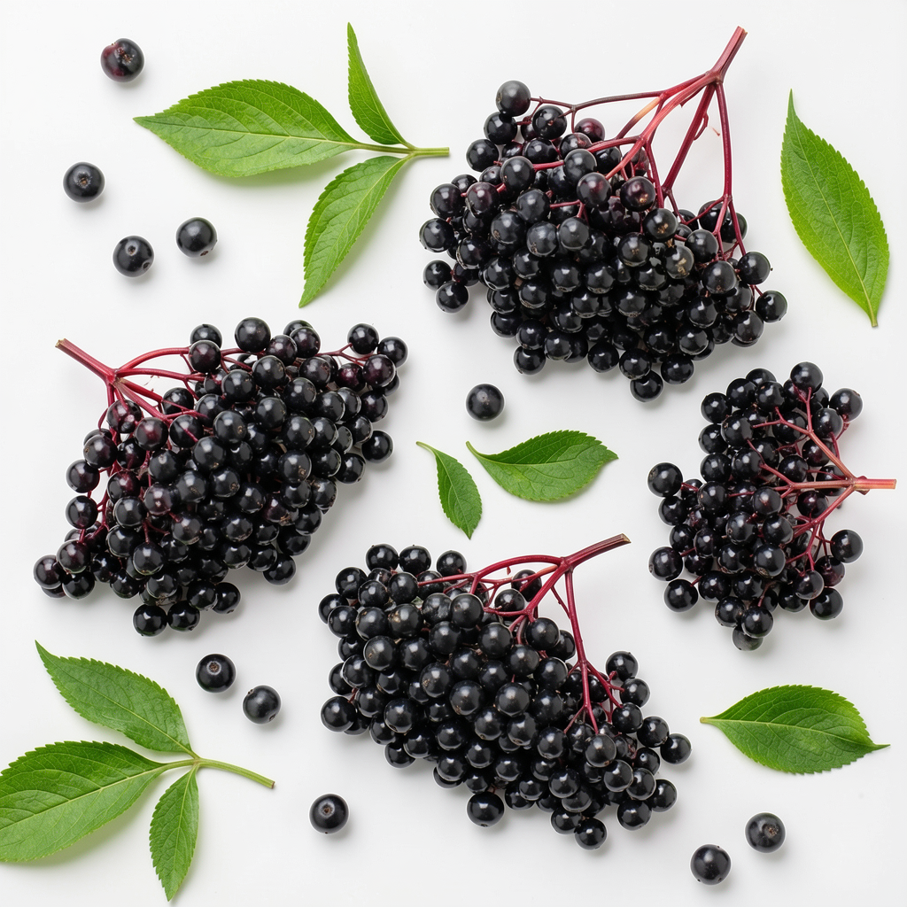 Grow-Ready Elderberry Seeds - urban garden seed set