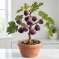 Grow-Ready Fig Seeds - urban garden seed set