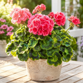 Grow-Ready Geranium Seeds - urban garden seed set