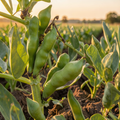 Grow-Ready Green beans Seeds - urban garden seed set
