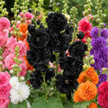Grow-Ready Hollyhock Seeds - urban garden seed set