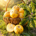 Grow-Ready Honeydew Melon Seeds - urban garden seed set