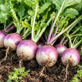 Grow-Ready Kohlrabi Seeds - urban garden seed set