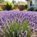 Grow-Ready Lavender Seeds - urban garden seed set