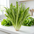 Grow-Ready Leaf Lettuce / Romaine Lettuce Seeds - urban garden seed set