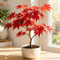 Grow-Ready Maple Leaf Seeds - urban garden seed set