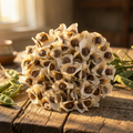 Grow-Ready Moringa Seeds - urban garden seed set
