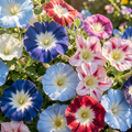 Grow-Ready Morning Glory Seeds - urban garden seed set