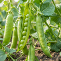 Grow-Ready Peas Seeds - urban garden seed set
