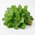 Grow-Ready Peppermint Seeds - urban garden seed set