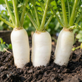 Grow-Ready Radish Seeds - urban garden seed set