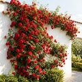 Grow-Ready Rose Seeds - urban garden seed set