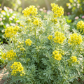 Grow-Ready Rue Seeds - urban garden seed set
