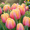 Grow-Ready Tulip Seeds - urban garden seed set