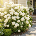 Grow-Ready Gardenia Seeds - urban garden seed set