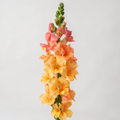 Grow-Ready Snapdragon Seeds - urban garden seed set