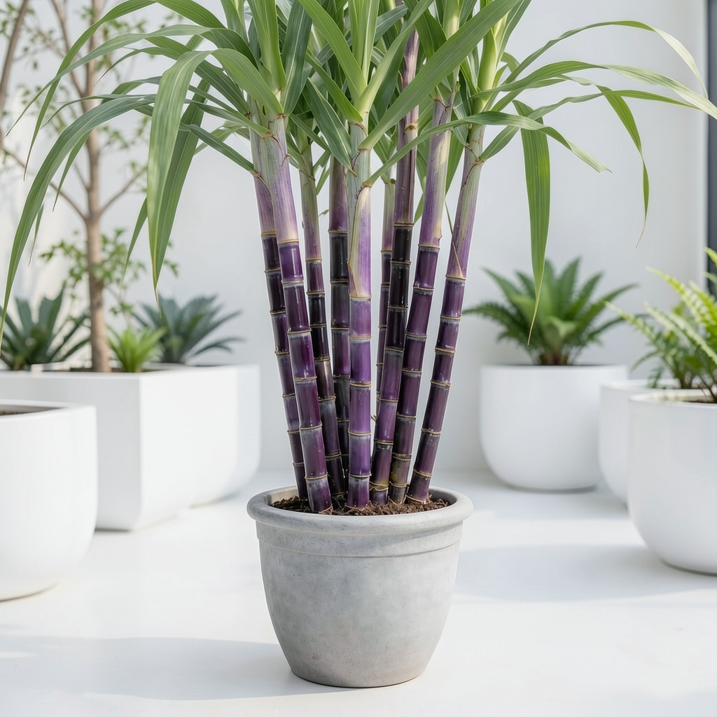 Grow-Ready Sugarcane Seeds - urban garden seed set