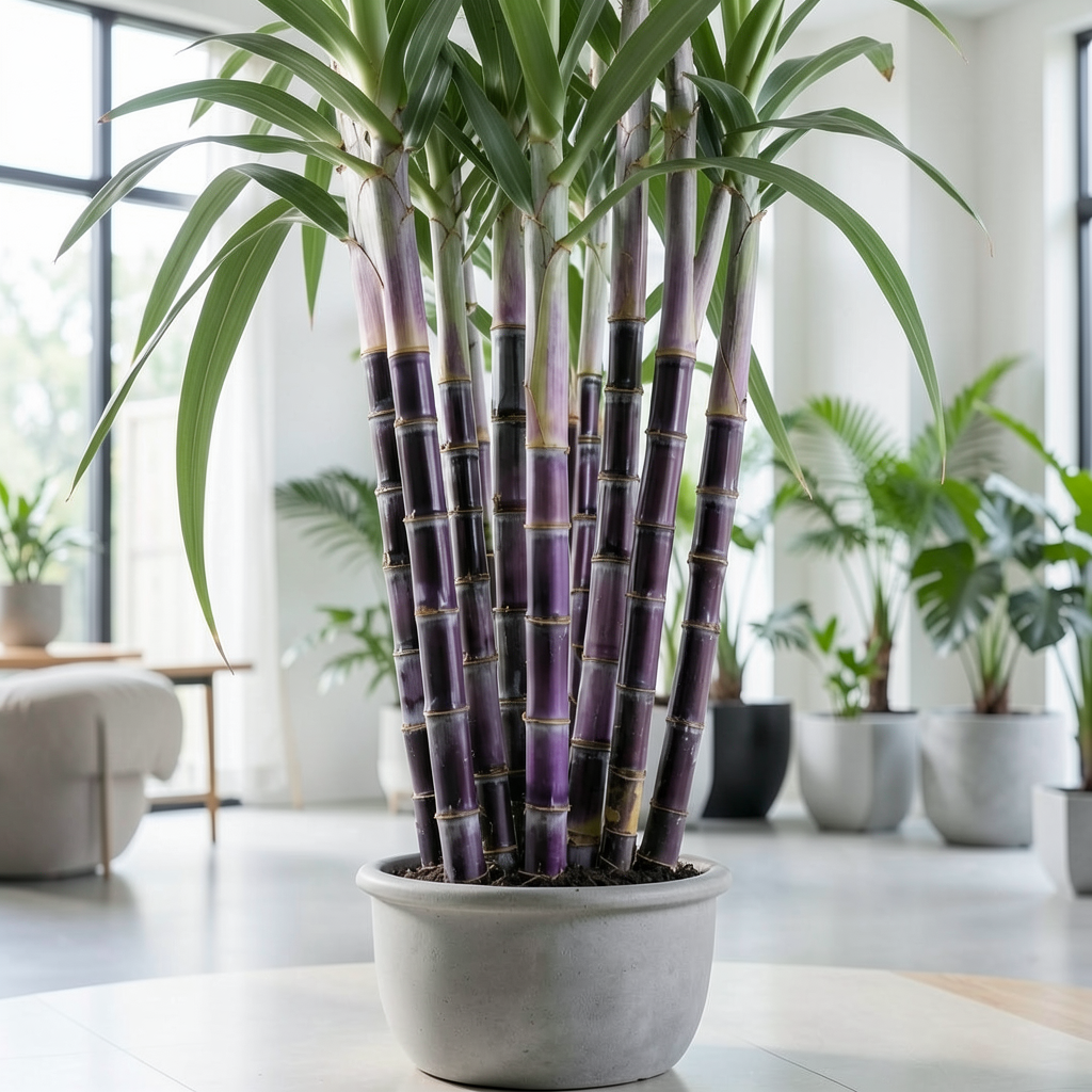 Grow-Ready Sugarcane Seeds - urban garden seed set