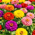 Grow-Ready Zinnia Seeds - urban garden seed set